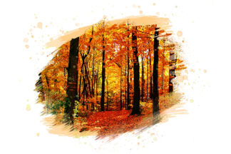 Autumn in the Woods on White