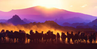 Group of Horses Running HD Photo Montage 03