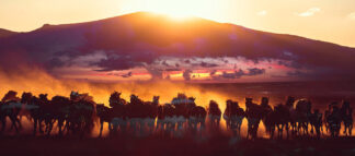 Group of Horses Running HD Photo Montage 04