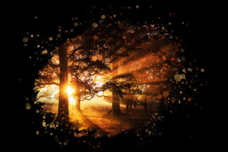 Inspiring Sunrays in the Woods on Black
