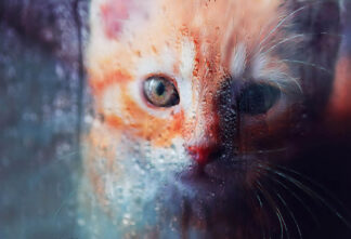 Sad Kity Cat Stock Photo - stock photos and royalty-free images