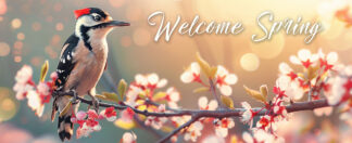 Welcome Spring Banner - Cute Woodpecker Photo