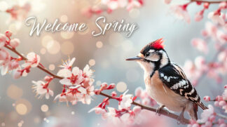 Welcome Spring - Colorful Woodpecker in Nature Photo